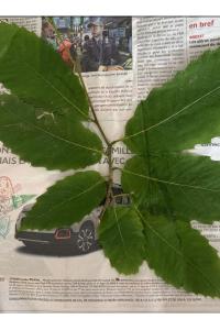 <i>Castanea sativa</i>