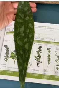 <i>Pulmonaria longifolia</i>