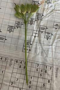 <i>Primula veris</i>