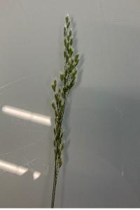 <i>Festuca rubra</i>