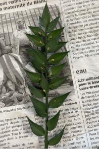 <i>Ruscus aculeatus</i>