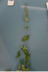 <i>Hypericum pulchrum</i>