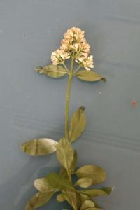 <i>Ligustrum vulgare</i>