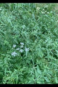 <i>Chaerophyllum temulum</i>