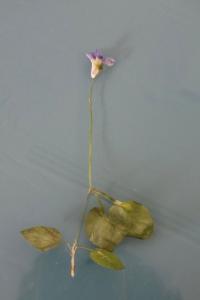 <i>Viola riviniana</i>