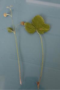 <i>Fragaria vesca</i>