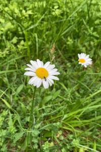 <i>Leucanthemum ircutianum</i>