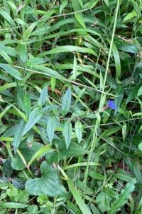 <i>Aegonychon purpurocaeruleum</i>