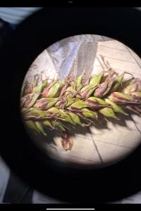 <i>Carex riparia</i>
