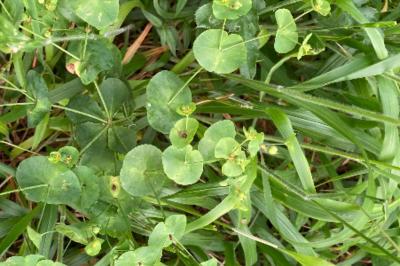 <i>Euphorbia amygdaloides</i>