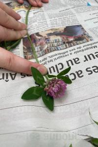 <i>Trifolium pratense</i>