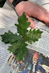 <i>Quercus pubescens</i>