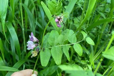 <i>Vicia sepium</i>
