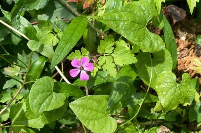 <i>Geranium robertianum</i>