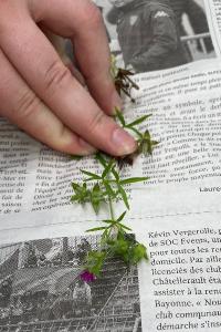 <i>Geranium dissectum</i>