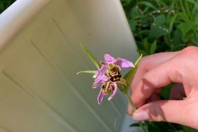 <i>Ophrys apifera</i>