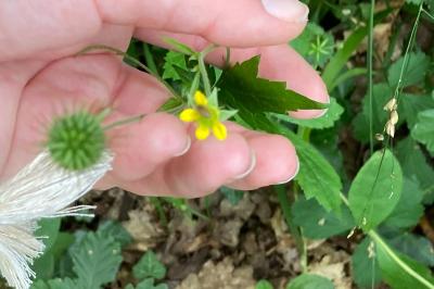 <i>Geum urbanum</i>