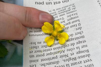 <i>Potentilla reptans</i>