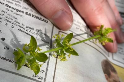<i>Cruciata laevipes</i>