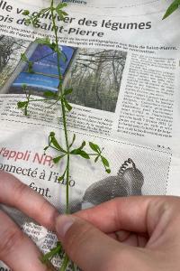 <i>Galium aparine</i>