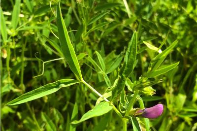 <i>Vicia bithynica</i>
