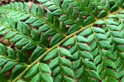 <i>Polystichum aculeatum</i>