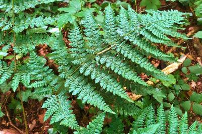 <i>Dryopteris dilatata</i>
