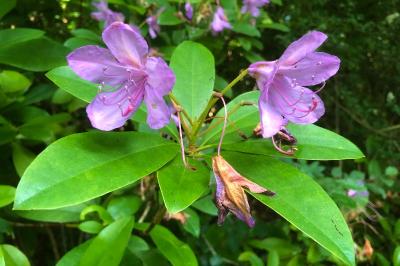 <i>Rhododendron ponticum</i>