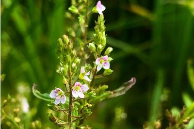 <i>Veronica catenata</i>