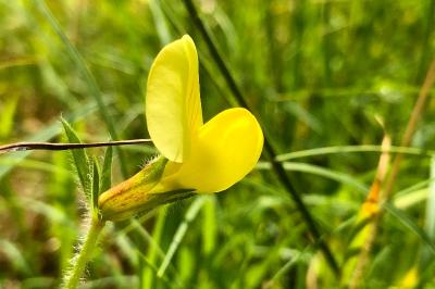 <i>Lotus maritimus</i>