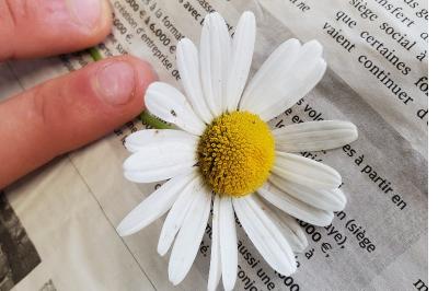 <i>Leucanthemum ircutianum</i>