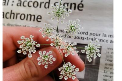 <i>Chaerophyllum temulum</i>