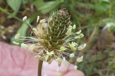 <i>Plantago lanceolata</i>