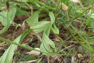 <i>Plantago lanceolata</i>