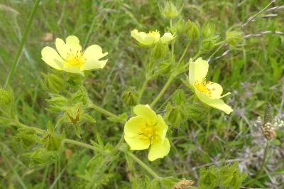 <i>Potentilla recta</i>