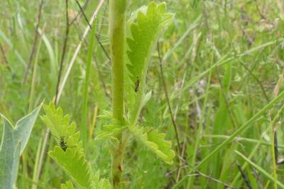 <i>Potentilla recta</i>