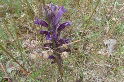 <i>Phelipanche arenaria</i>