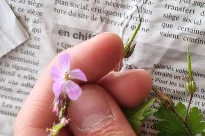 <i>Geranium robertianum</i>