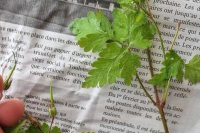 <i>Geranium robertianum</i>