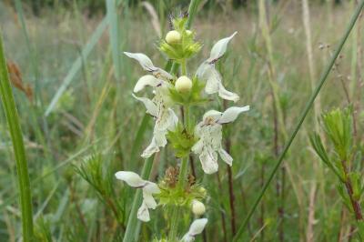 <i>Stachys recta</i>