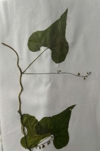 <i>Dioscorea communis</i>