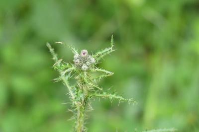 <i>Cirsium palustre</i>