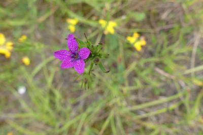<i>Dianthus armeria</i>
