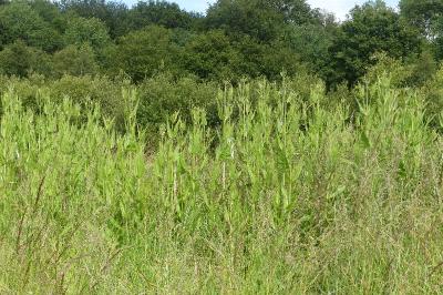 <i>Dipsacus fullonum</i>