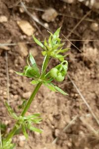 <i>Galium tricornutum</i>