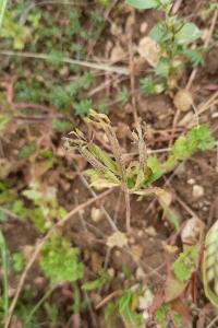 <i>Legousia hybrida</i>