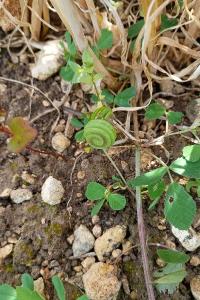 <i>Medicago orbicularis</i>