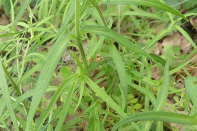 <i>Melampyrum cristatum</i>