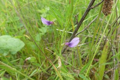 <i>Vicia bithynica</i>