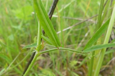 <i>Vicia bithynica</i>